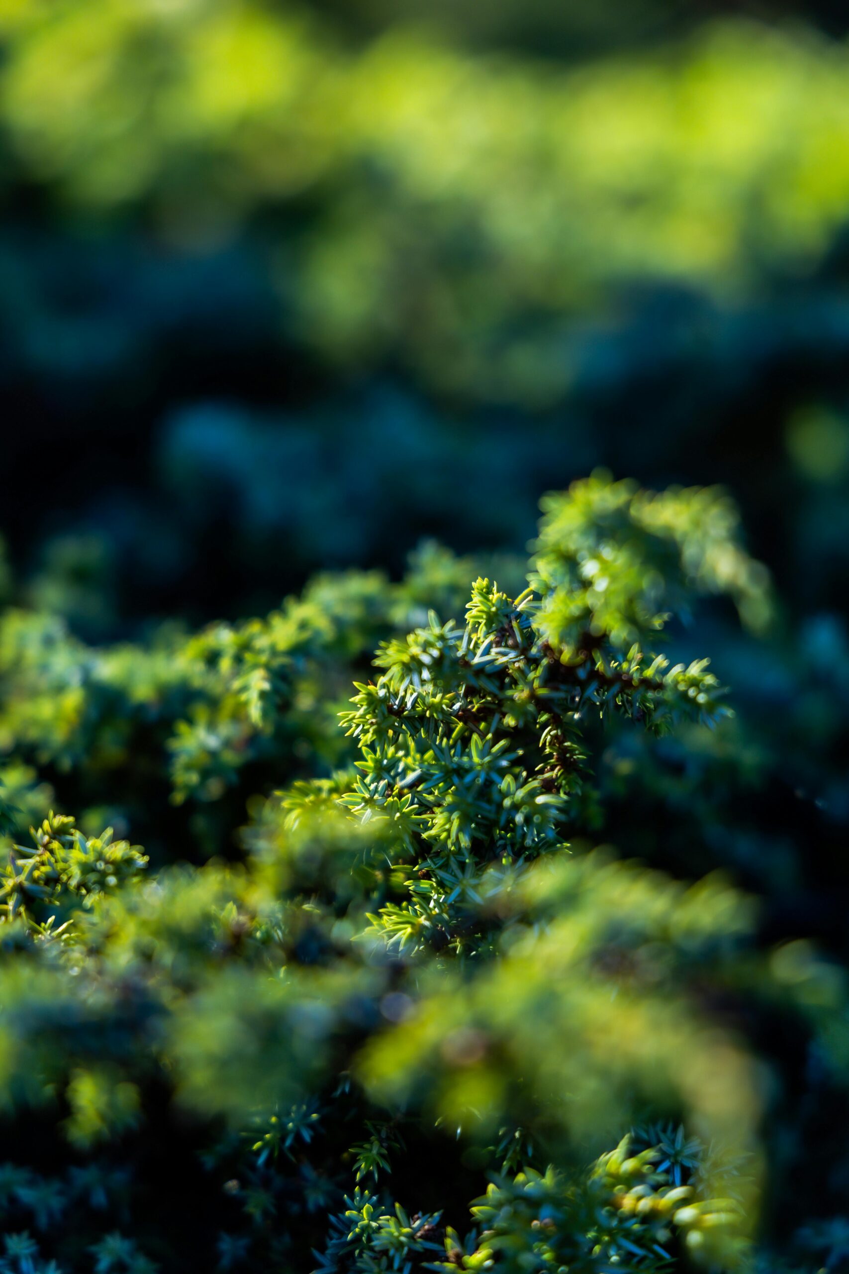Close-up of vibrant green foliage, captured outdoors with natural lighting in Gümüşhane, Türkiye.